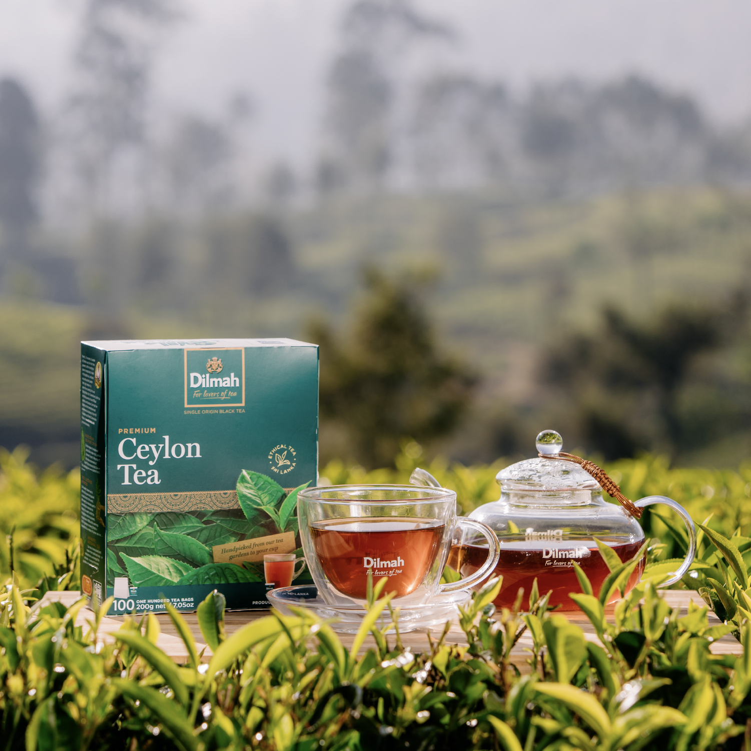 Co to jest Camelia sinensis – wszystko o roślinie herbacianej